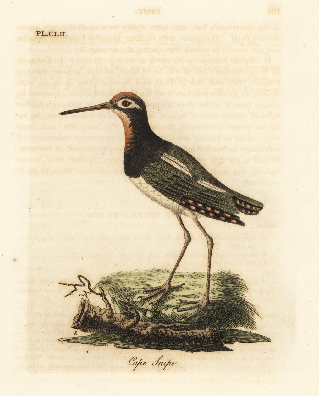 Nagy snipe, Rostratula benghalensis (Cape snipe, Scolopax capensis). Kézi színű rézlemez, amelyet John Latham rajzolt és metszett a madarak általános története című művéből, Winchester alkotó: John Latham