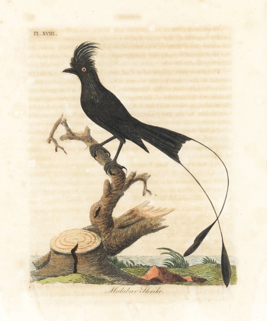 Nagy ütőfarkú drongó, Dicrurus paradiseus (Malabar shrike, Lanius malabaricus). Kézi színű rézlemez, amelyet John Latham rajzolt és metszett a madarak általános története című művéből, Winchester alkotó: John Latham