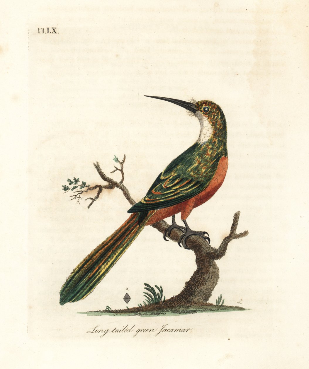 Zöldfarkú jakamar, Galbula galbula (Long-tailed green jacamar, Galbula viridis). Kézi színű rézlemez, amelyet John Latham rajzolt és vésett a madarak általános története című művéből, Winchester alkotó: John Latham