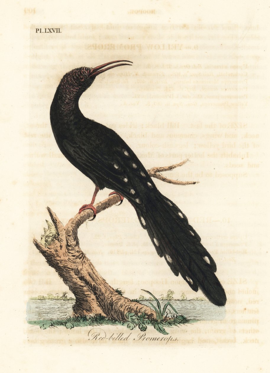 Zöld erdei hurka, Phoeniculus purpureus (vöröscsőrű promerops, Upupa erythrorynchos). Kézi színű rézlemez, amelyet John Latham rajzolt és metszett a madarak általános története című művéből, Winchester alkotó: John Latham