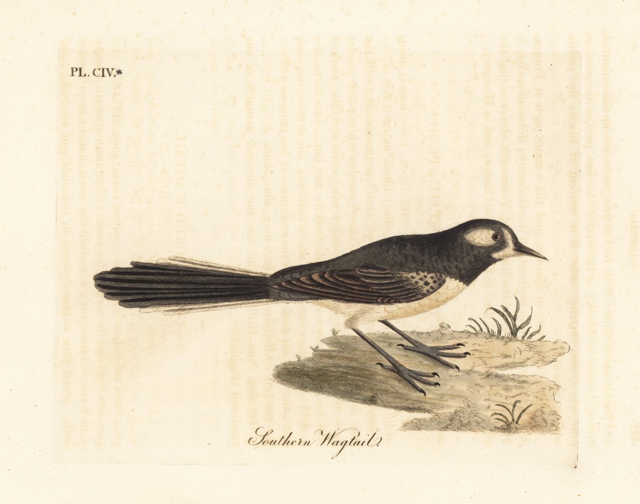 Szürke legyesfarkú, Rhipidura albiscapa (Déli wagtail, a Port Jackson Painter festménye alapján). Kézi színű rézlemez, amelyet John Latham rajzolt és metszett a madarak általános története című művéből, Winchester alkotó: John Latham