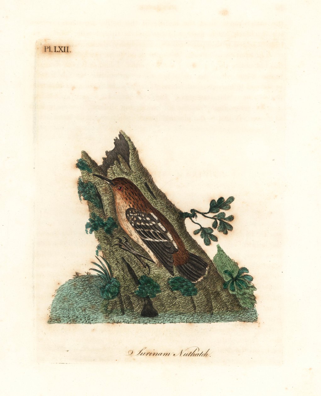 Guyanai utcai hangya, Myrmotherula surinamensis. Sebezhető. (Surinam nuthatch, Sitta surinamensis.) John Latham által rajzolt és vésett, kézzel festett rézlemez a madarak általános története című művéből, Winchester alkotó: John Latham