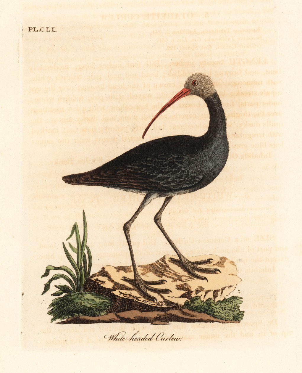 Hadada vagy hadeda ibis, Bostrychia hagedash? (Fehérfejű göndör, Numenius leucocephalus.) John Latham által rajzolt és metszett kézi színű rézkarc, Winchesterben, A madarak általános története című művéből. alkotó: John Latham