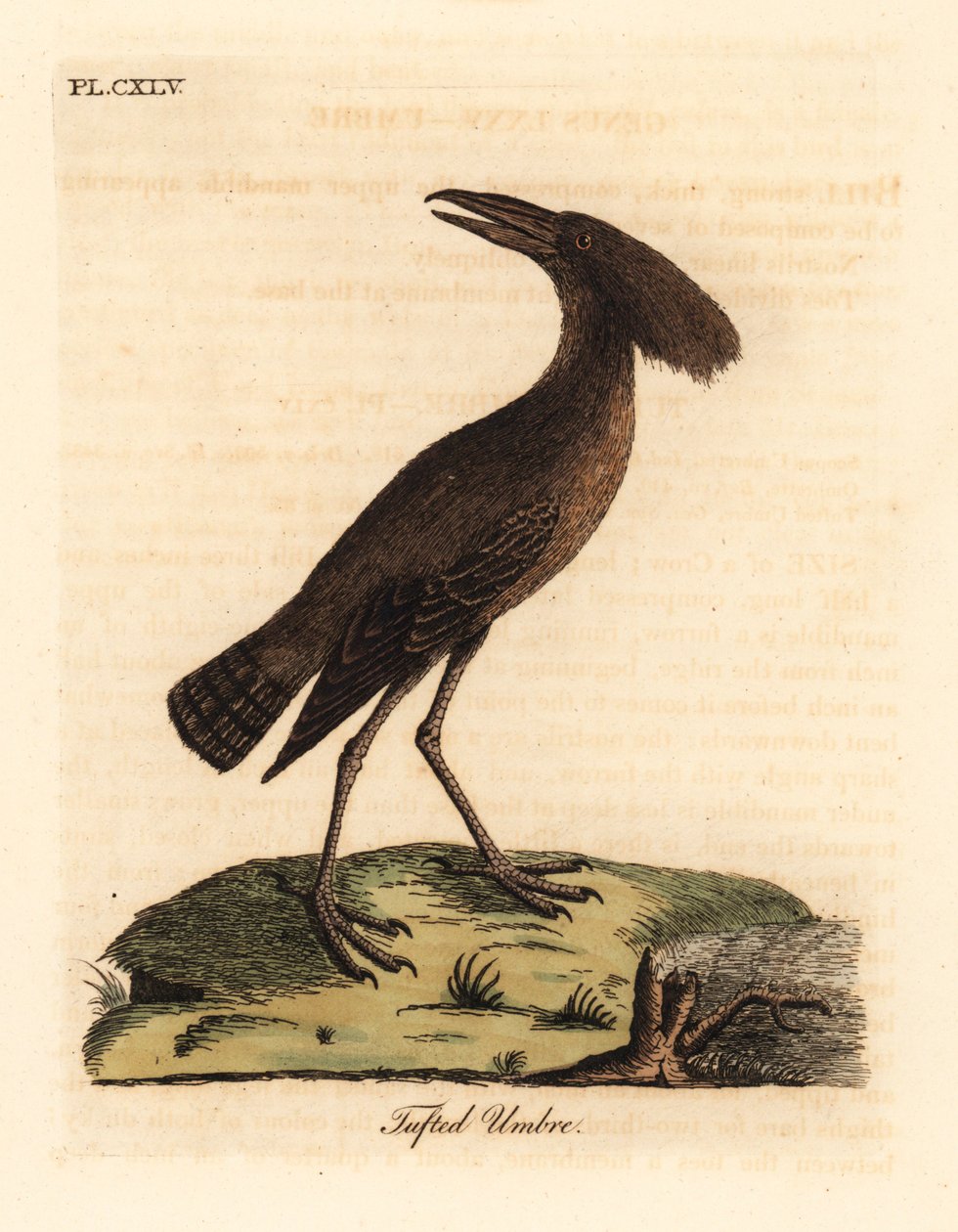 Hamerkop, Scopus umbretta (bojtos umbre). Kézi színű rézlemez, amelyet John Latham rajzolt és metszett a madarak általános története című művéből, Winchester alkotó: John Latham