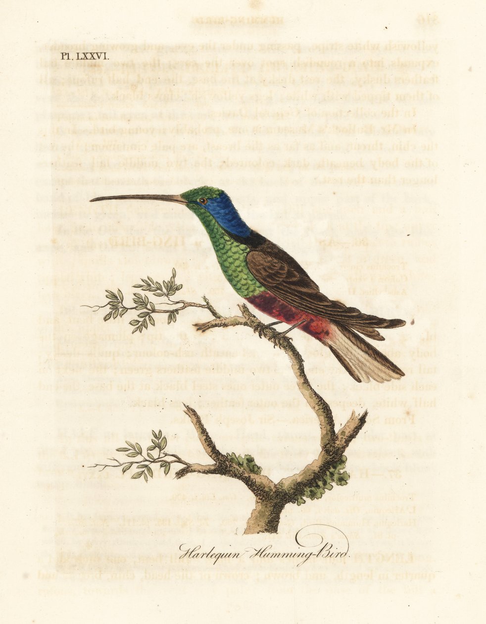 Harlekin kolibri, Trochilus többszínű. Készített példány a British Museumban. Kézi színű rézlemez, amelyet John Latham rajzolt és metszett a madarak általános története című művéből, Winchester alkotó: John Latham