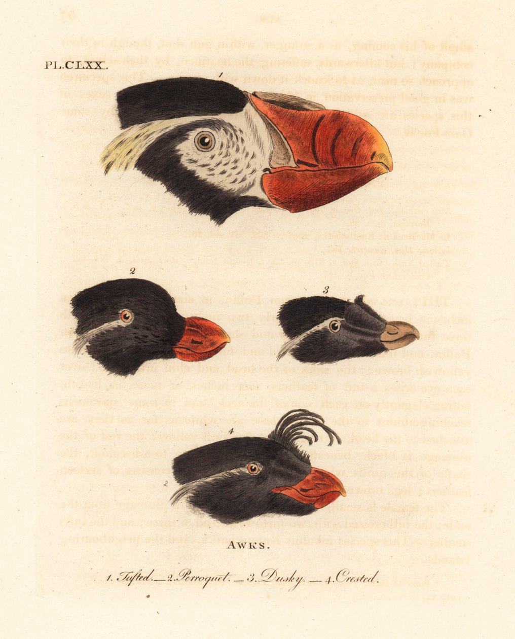 Fratercula cirrhata 1, papagáj, Aethia psittacula 2 és tarajos lundák, Aethia cristatella 3,4 fejei. (Bottyás awk, Alca cirrhata 1, Parrot awk, Alca psittacula 2, Dusky awk, Alca tetracula 3 és Crested awk, Alca cristatella alkotó: John Latham