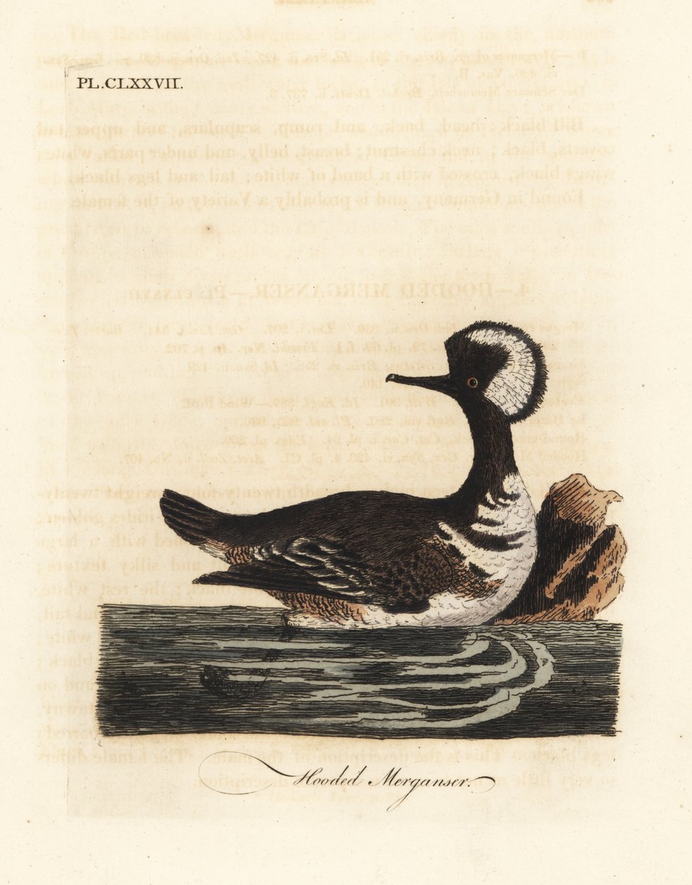 Csuklyás menyecske, Lophodytes cucullatus (Mergus cucullatus). Kézi színű rézlemez, amelyet John Latham rajzolt és metszett a madarak általános története című művéből, Winchester alkotó: John Latham