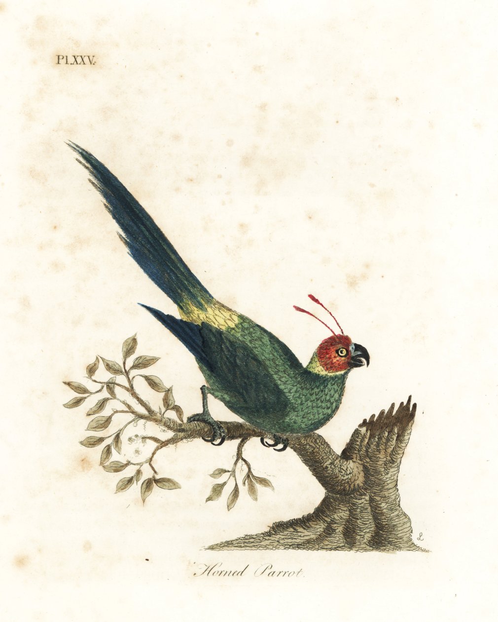 Szarvas papagáj, Eunymphicus cornutus. Sebezhető (szarvú papagáj, Psittacus bisetis.) Kézi színű rézlemez, amelyet John Latham rajzolt és vésett a madarak általános története című művéből, Winchester alkotó: John Latham