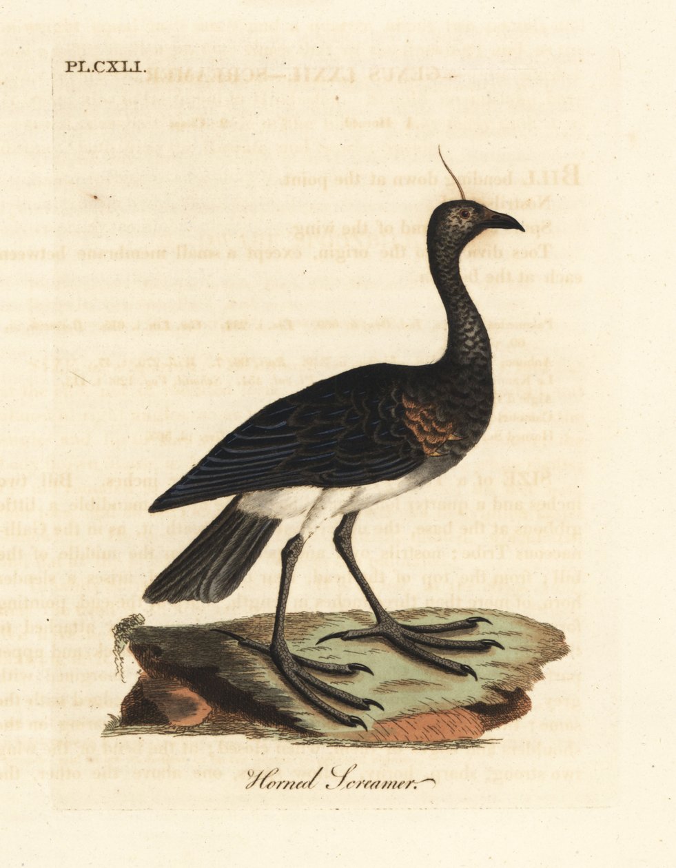 Szarvas sikoltozó, Anhima cornuta (Palamedea cornuta). Kézi színű rézlemez, amelyet John Latham rajzolt és metszett a madarak általános története című művéből, Winchester alkotó: John Latham