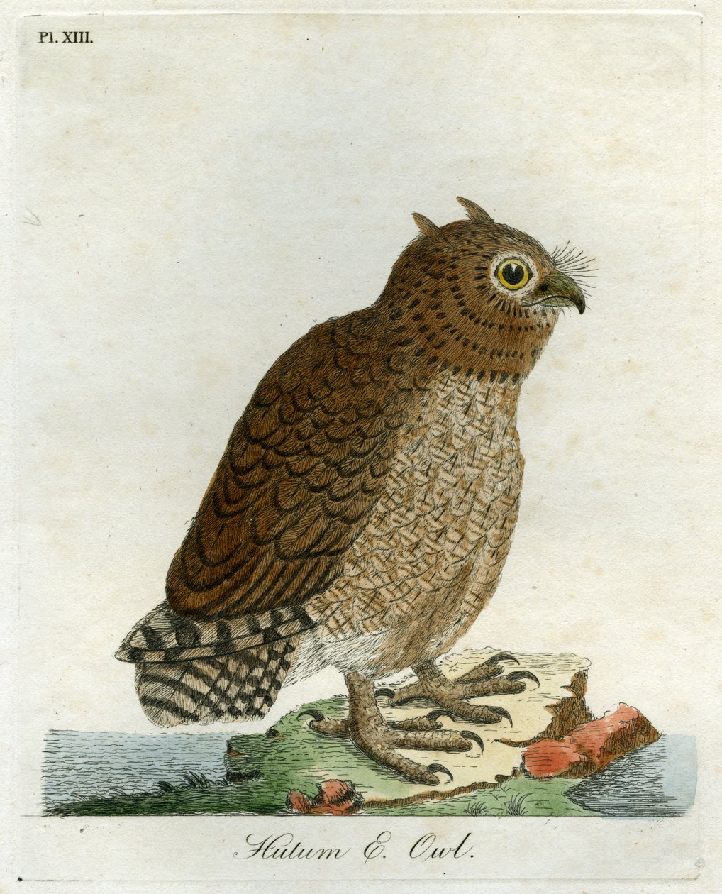 Hutum bagoly, 1821 (kézzel színezett metszet) alkotó: John Latham