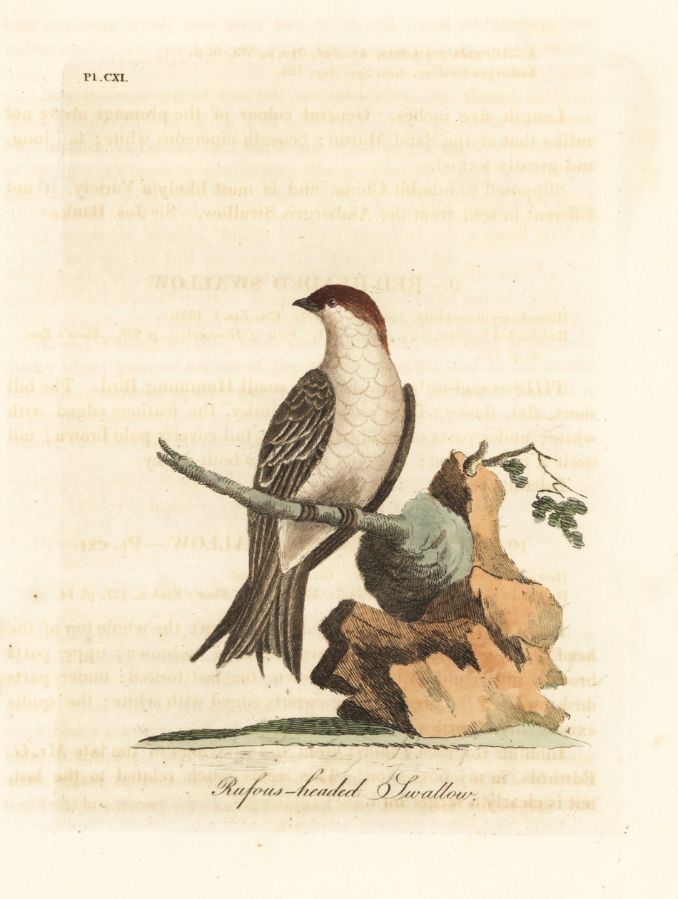 Indiai sziklafecske, Petrochelidon fluvicola. (Rufos-fejű fecske, Hirundo indica.) John Latham által rajzolt és metszett kézi színű rézkarc, a Winchesterben található A madarak általános története című művéből alkotó: John Latham