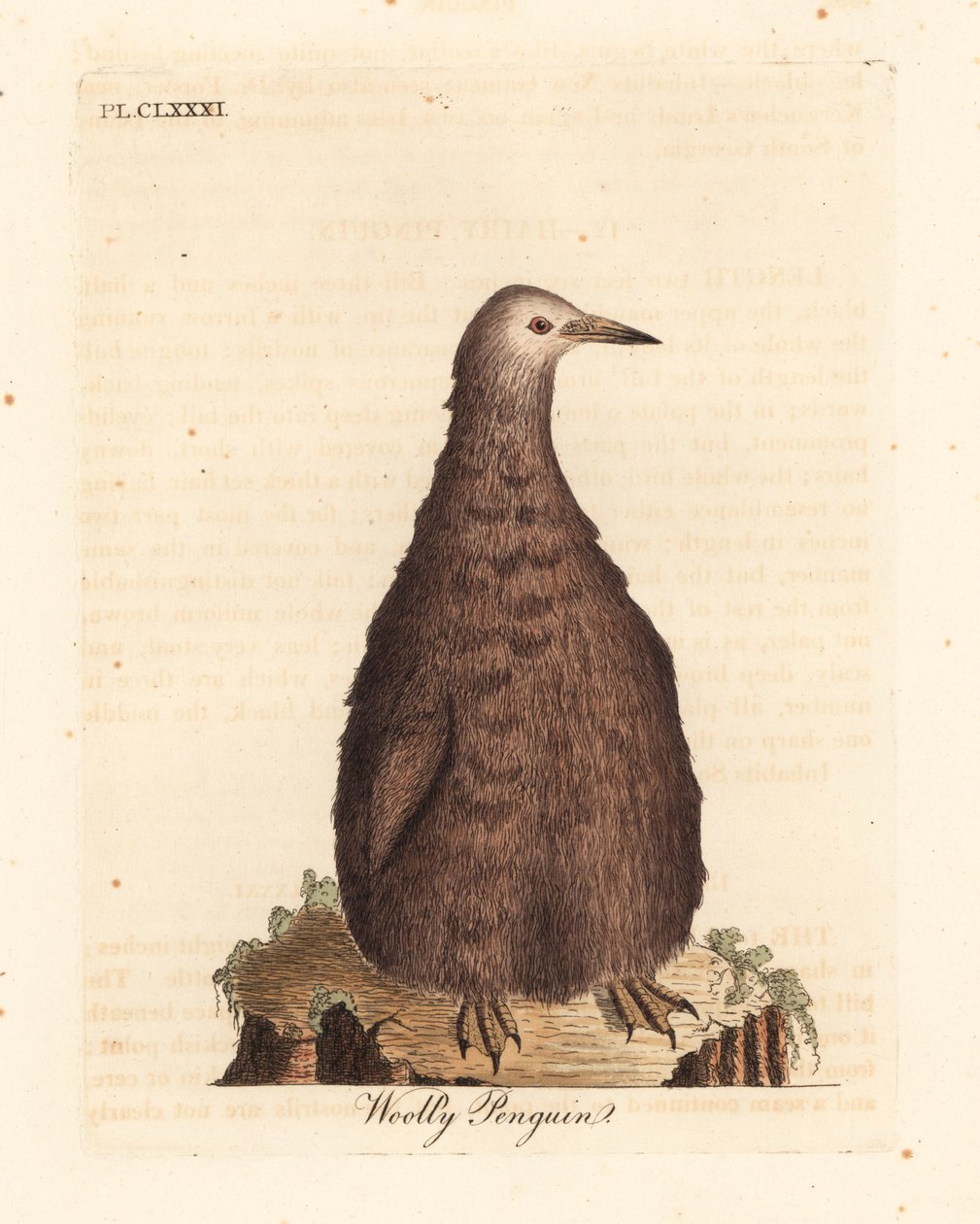 Királypingvin, Aptenodytes patagonicus, fiatal (gyapjas pingvin). Kézi színű rézlemez, amelyet John Latham rajzolt és vésett a madarak általános története című művéből, Winchester alkotó: John Latham