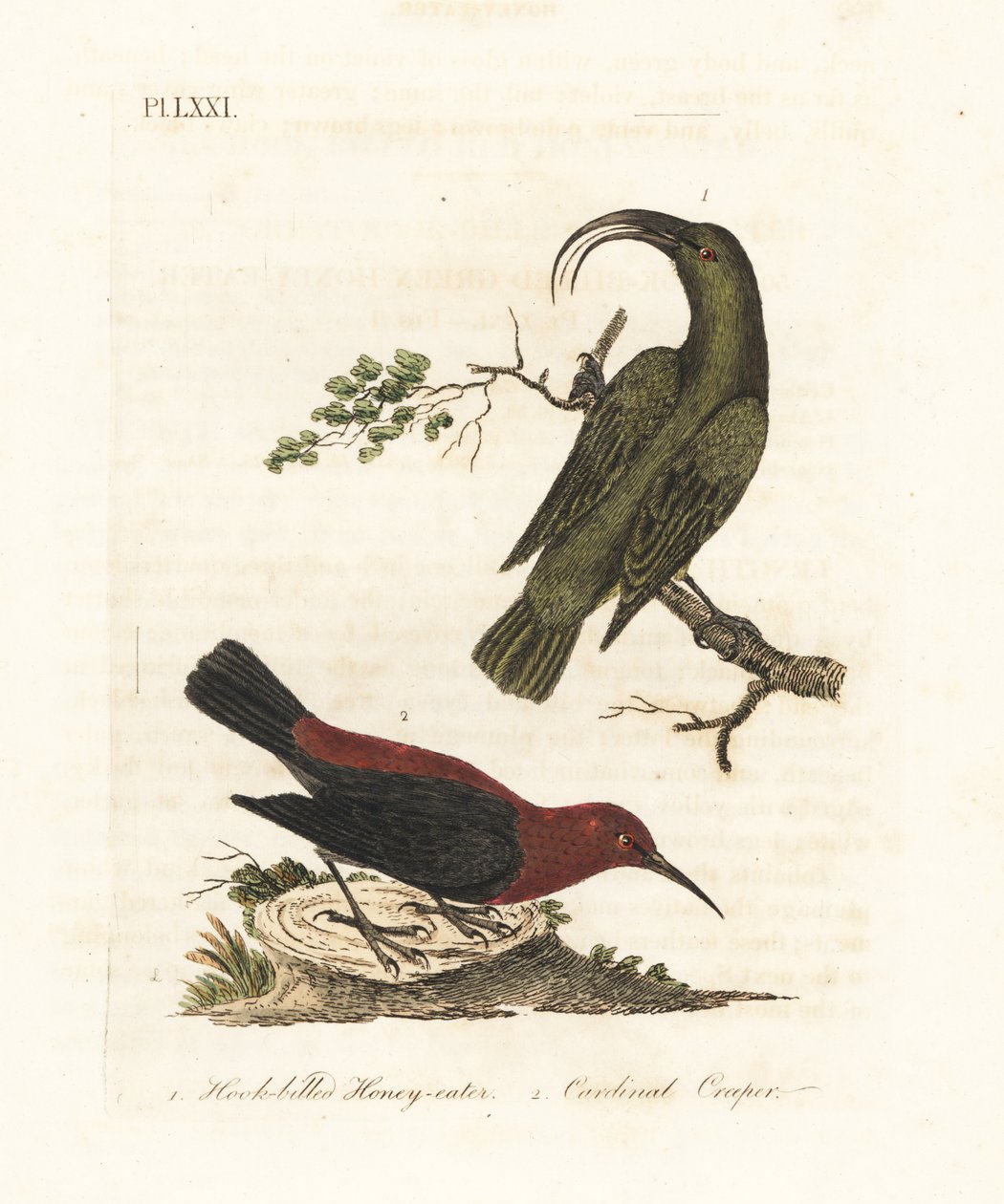 Kisebb akialoa, Hemignathus obscurus (kihalt) és kardinális myzomela, Myzomela cardinalis. (Korgos csőrű zöld mézevő, Certhia obscura, őshonos Hawaii, és bíboros mézevő, Certhia cardinalis, őshonos Tanna, Vanuatu.) Kézi színű rézlemez alkotó: John Latham