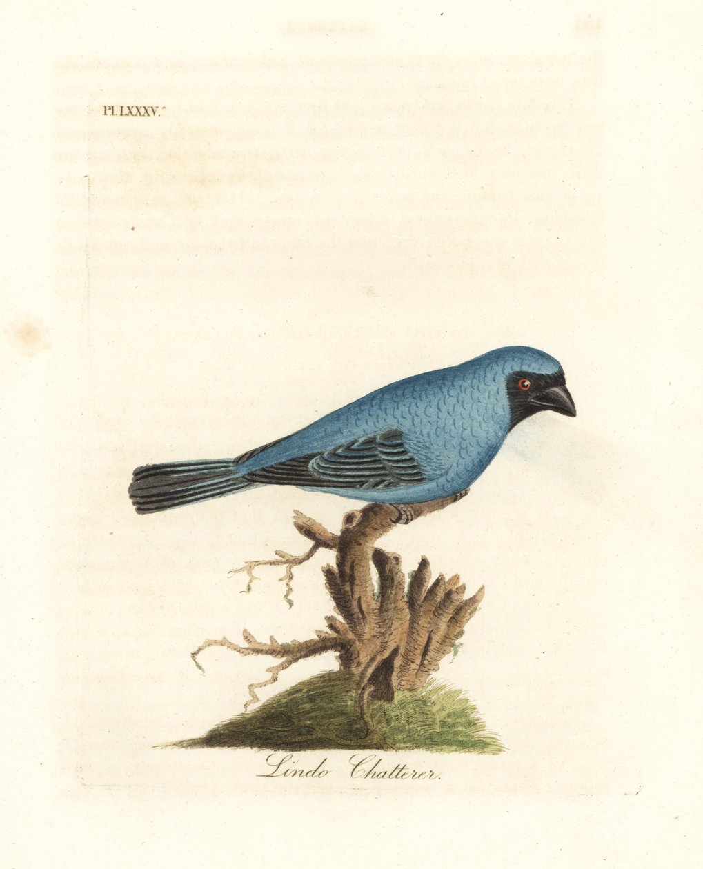 Lindo fecsegő. Talán a fecske tanager, Tersina viridis, de a test alsó része kék, nem fehér. Kézi színű rézlemez, amelyet John Latham rajzolt és metszett a madarak általános története című művéből, Winchester alkotó: John Latham