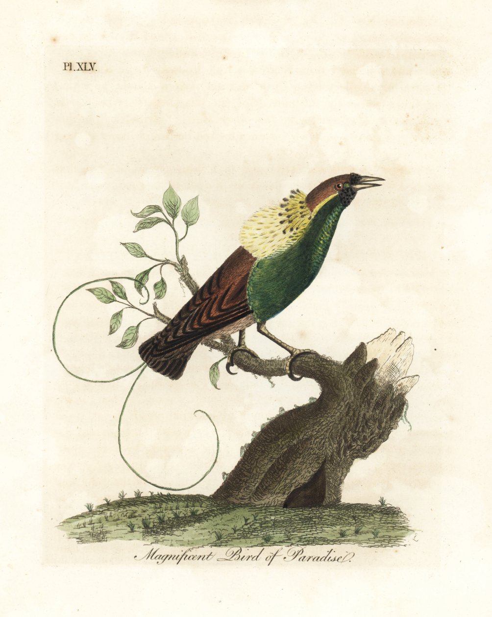 Csodálatos paradicsommadár, Diphyllodes magnificus (Paradisea magnifica). Kézi színű rézlemez, amelyet John Latham rajzolt és metszett a madarak általános története című művéből, Winchester alkotó: John Latham