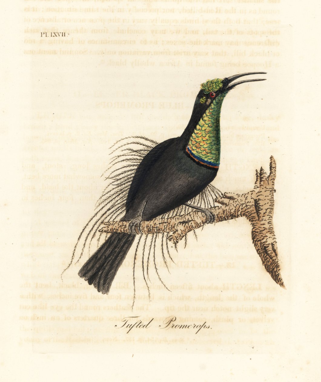 Pompás puskamadár, Ptiloris magnificus (bojtos promerops). A Bullock Múzeumban található példányból készült. Kézi színű rézlemez, amelyet John Latham rajzolt és metszett a madarak általános története című művéből, Winchester alkotó: John Latham