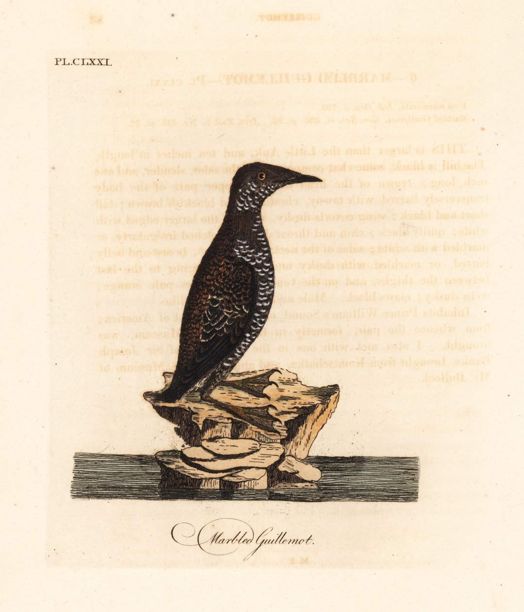 Márványos murrelet, Brachyramphus marmoratus. Veszélyeztetett. (Márványozott murrelet, Uria marmorata.) John Latham által rajzolt és metszett, kézzel festett rézlemez a madarak általános története című művéből, Winchester alkotó: John Latham