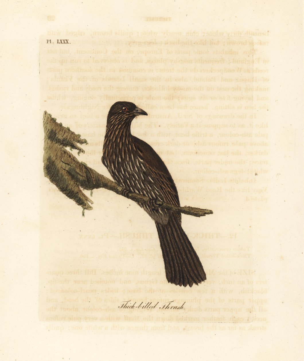 Új-zélandi déli sziget piopio, Turnagra capensis. Kihalt. (Vastagcsőrű rigó, Turdus crassirostris.) John Latham által rajzolt és vésett, kézzel festett rézkarc, A madarak általános története című művéből, Winchester alkotó: John Latham