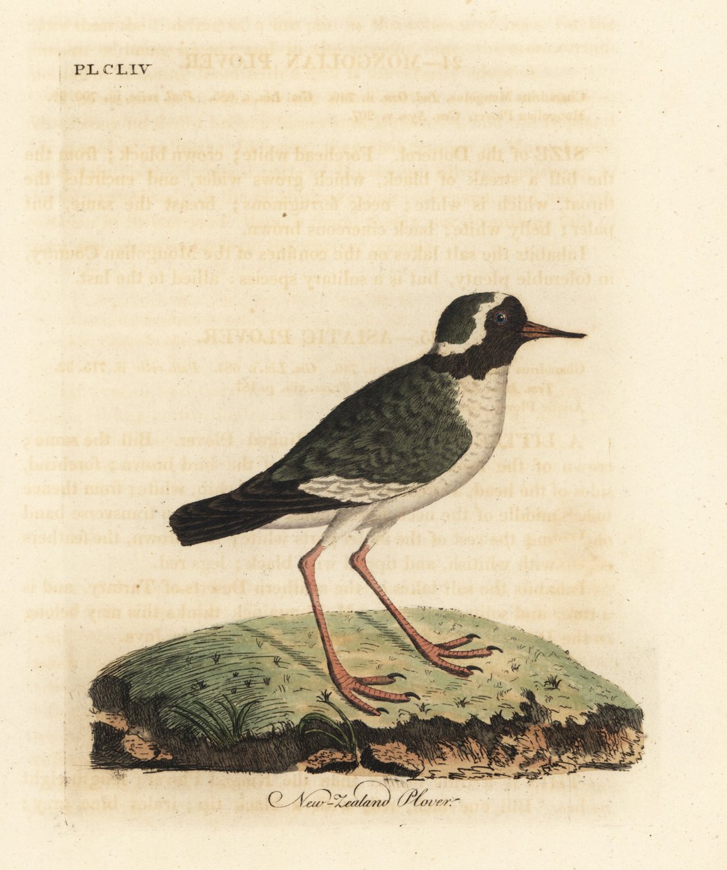 Új-zélandi lile, Charadrius obscure (Charadrius novae Zealandiae). Veszélyeztetett. Kézi színű rézlemez, amelyet John Latham rajzolt és metszett a madarak általános története című művéből, Winchester alkotó: John Latham