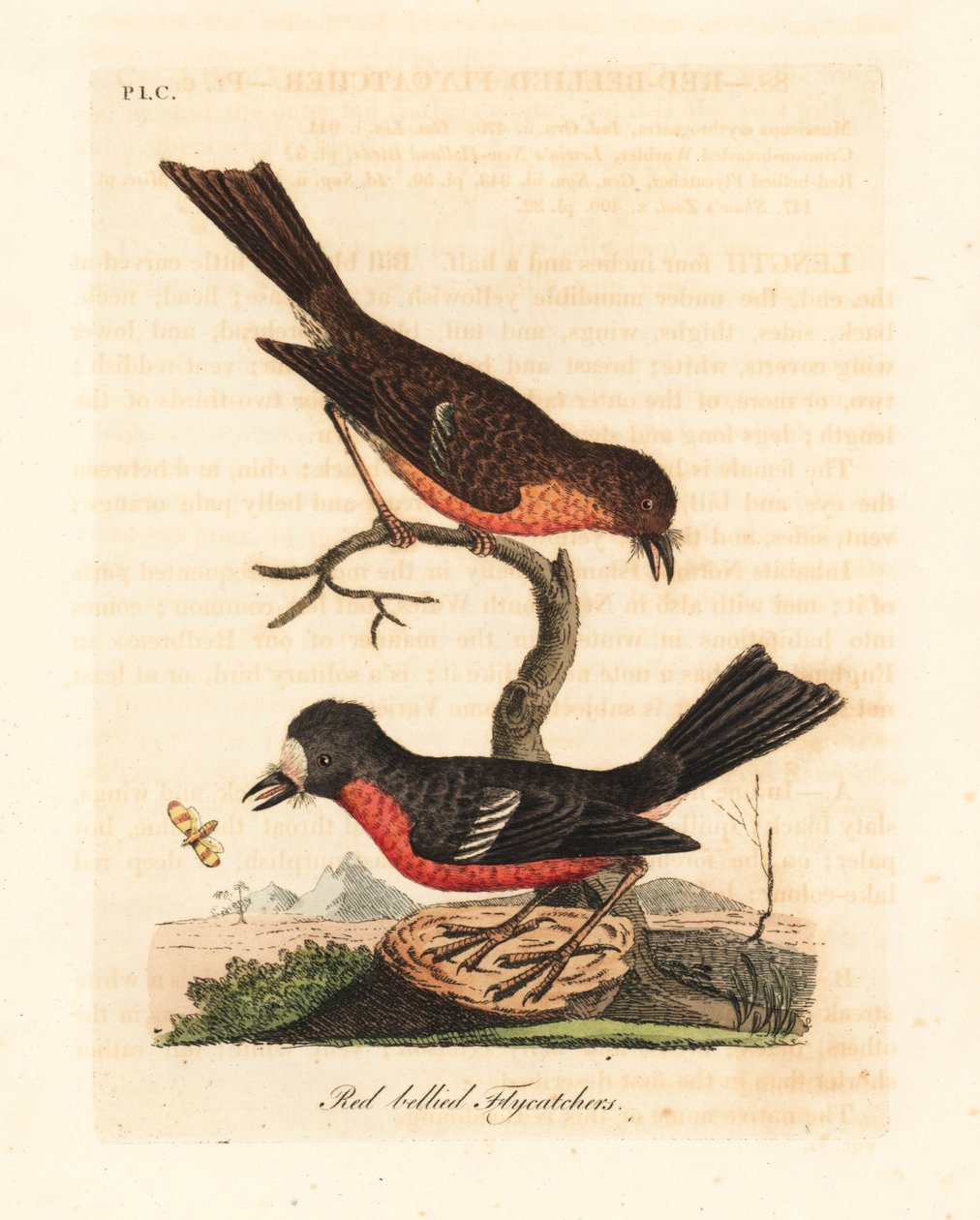 Norfolk Pacific vörösbegy, Petroica többszínű többszínű (vöröshasú légykapó, Muscicapa erythrogastra). Kézi színű rézlemez, amelyet John Latham rajzolt és vésett a madarak általános története című művéből, Winchester alkotó: John Latham