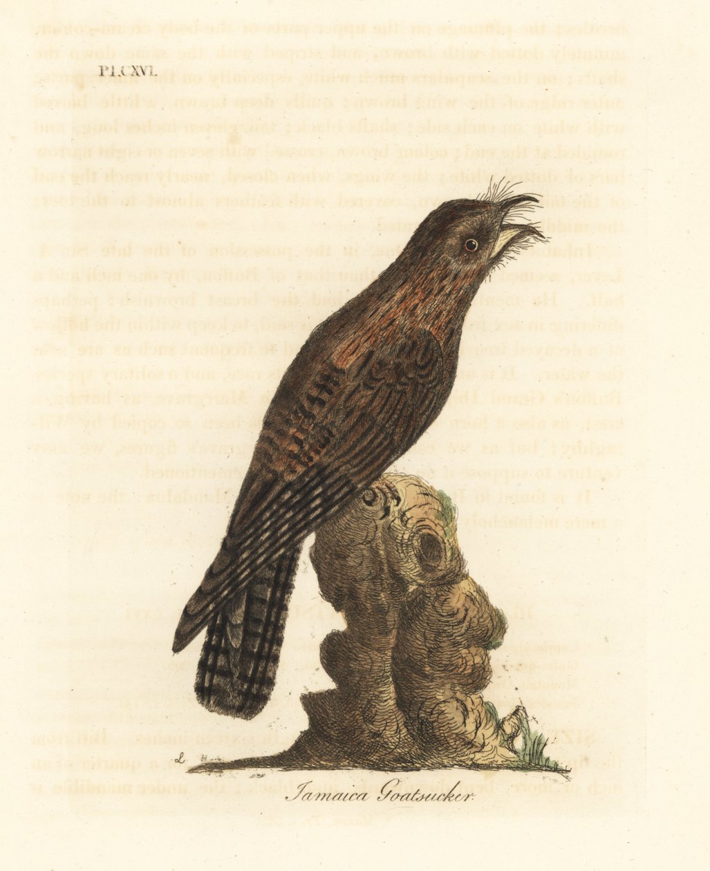 Északi potoo, Nyctibius jamaicensis (jamaicai kecskecikk, Caprimulgus jamaicensis). Kézi színű rézlemez, amelyet John Latham rajzolt és metszett a madarak általános története című művéből, Winchester alkotó: John Latham