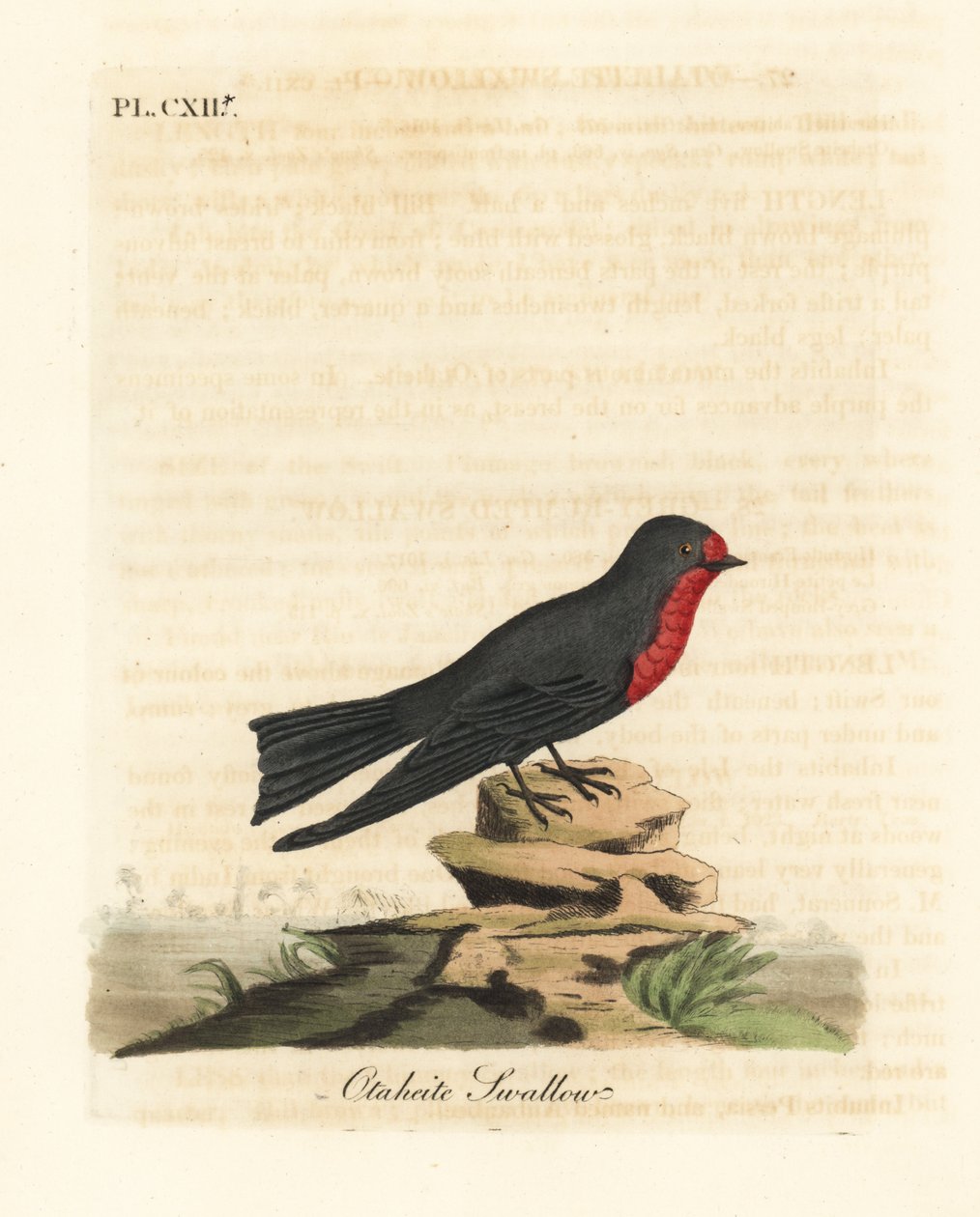Csendes-óceáni fecske, Hirundo tahitica (Otaheite fecske, Hirundo tahitiae). Kézi színű rézlemez, amelyet John Latham rajzolt és metszett a madarak általános története című művéből, Winchester alkotó: John Latham
