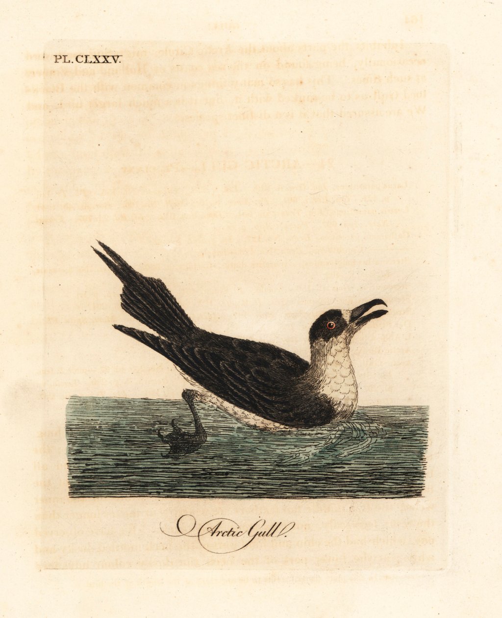 Parazita jáger, sarkvidéki skua vagy parazita skua, Stercorarius parasiticus (sarki sirály, Larus parasiticus). Kézi színű rézlemez, amelyet John Latham rajzolt és metszett a madarak általános története című művéből, Winchester alkotó: John Latham