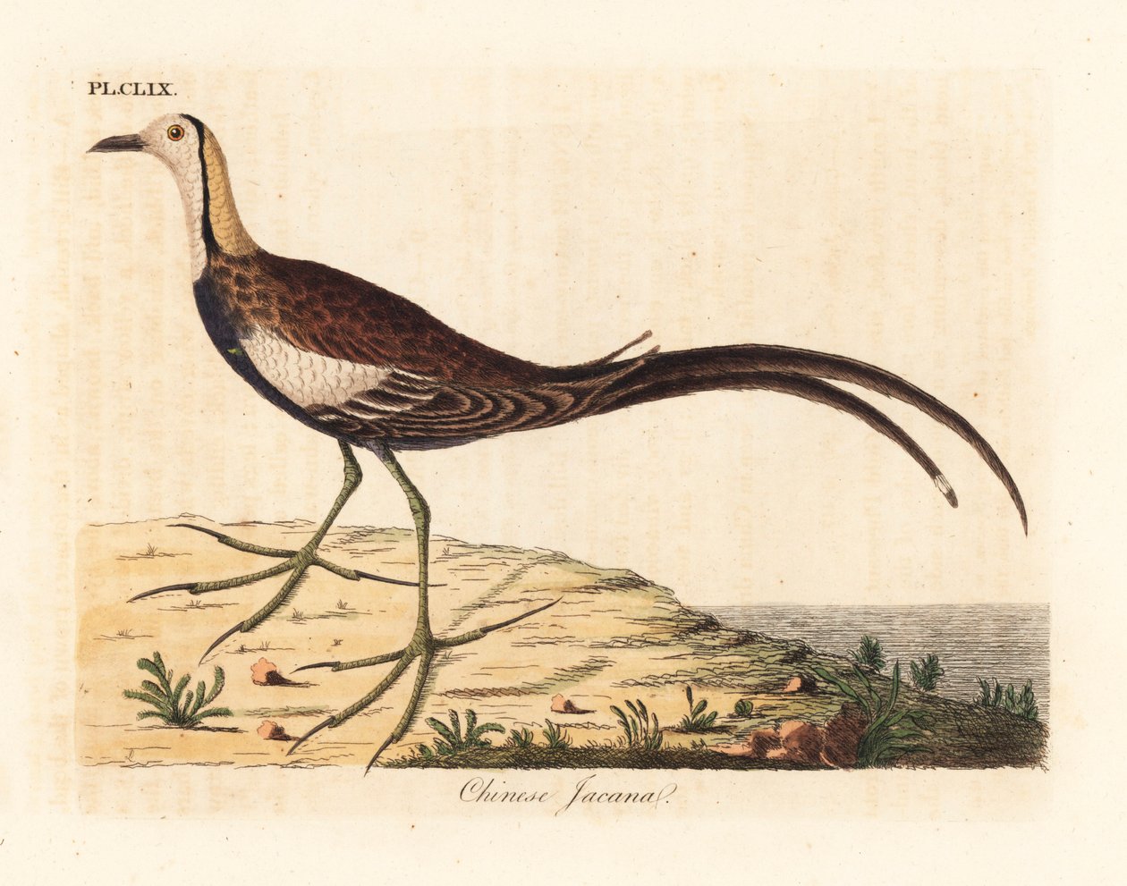 Fácánfarkú jacana, Hydrophasianus surgus (kínai jacana, Parra sinensis). Kézi színű rézlemez, amelyet John Latham rajzolt és metszett a madarak általános története című művéből, Winchester alkotó: John Latham