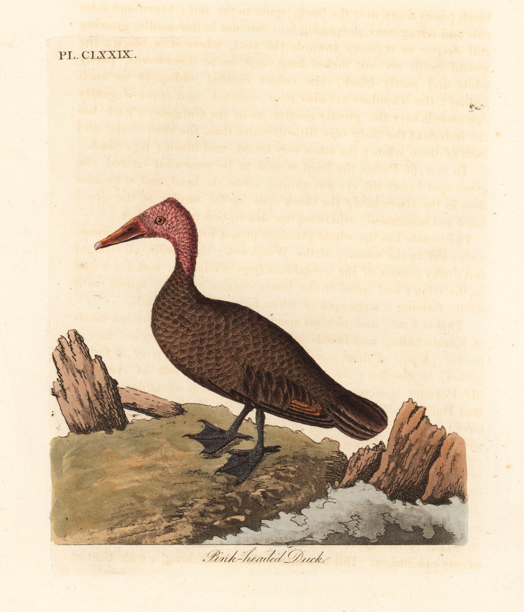 Rózsaszín fejű kacsa, Rhodonessa caryophyllacea (Anas caryophyllacea). Az 1950-es évek óta kihalt. Kézi színű rézlemez, amelyet John Latham rajzolt és vésett a madarak általános története című művéből, Winchester alkotó: John Latham