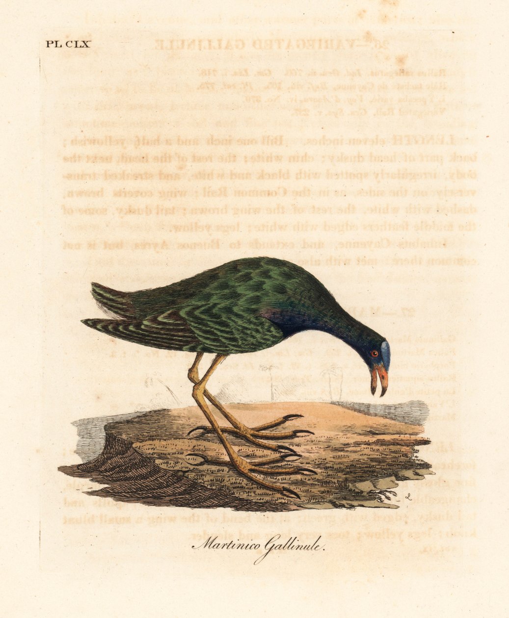 Lila gallinula, Porphyrio martinicus (Martinico gallinule, Gallinula martinica). Kézi színű rézlemez, amelyet John Latham rajzolt és metszett a madarak általános története című művéből, Winchester alkotó: John Latham