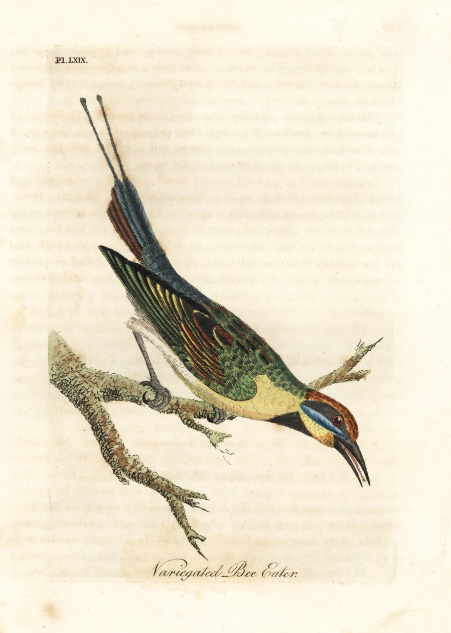 Szivárványos gyurgyalag, Merops ornatus (Tarka gyurgyalag). Ausztrália. Kézi színű rézlemez, amelyet John Latham rajzolt és vésett a madarak általános története című művéből, Winchester alkotó: John Latham