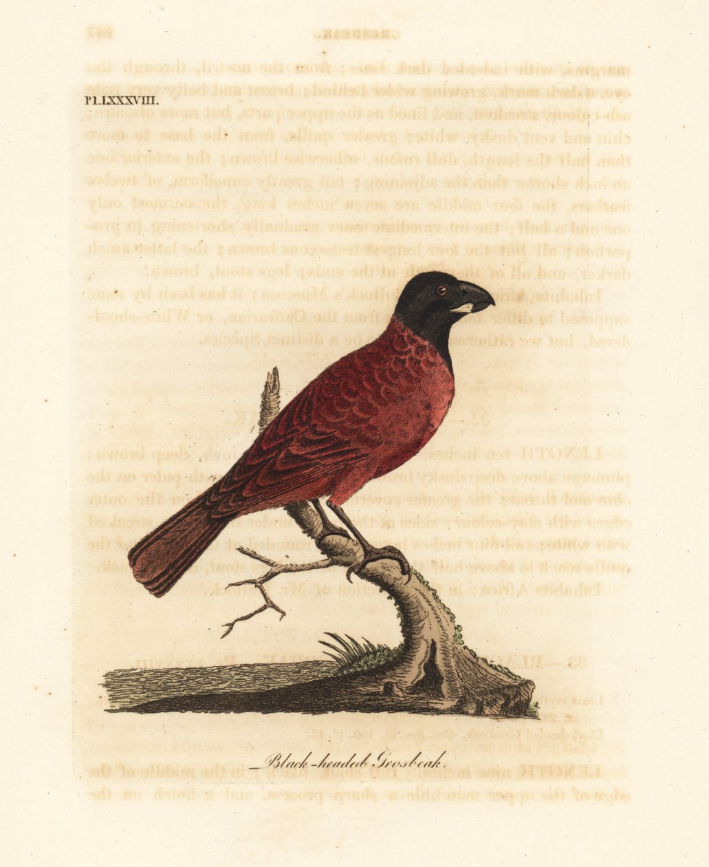 Piros-fekete csőr, Periporphyrus erythromelas. Majdnem megfenyegetve. (Black-headed grosbeak, Loxia erythromelas.) John Latham által rajzolt és metszett kézi színű rézkarc, a Winchesterben található A General History of Birds című művéből. alkotó: John Latham