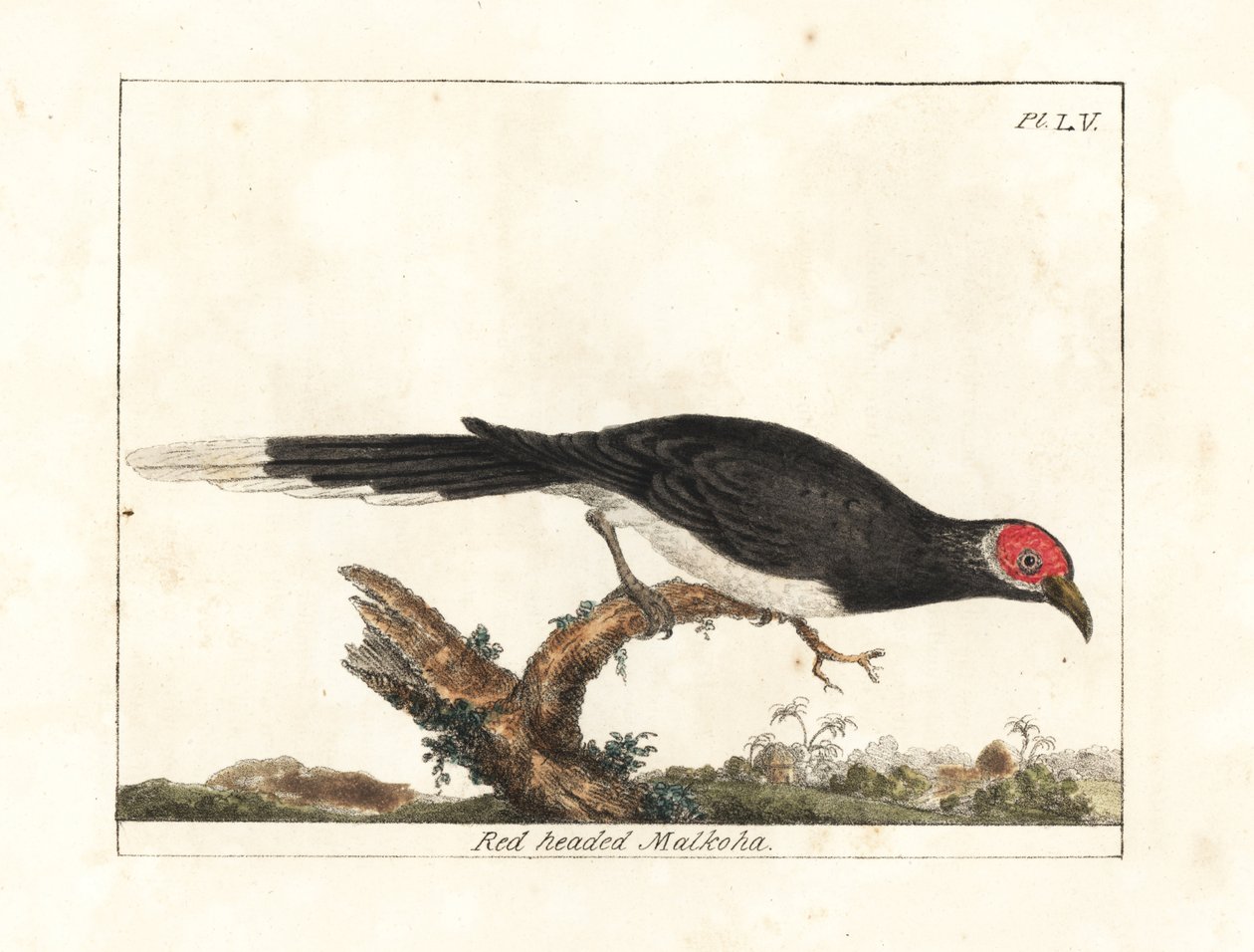 Vörös arcú malkoha, Phaenicophaeus pyrrhocephalus. Sebezhető. (Vörösfejű malkoha, Cuculus pyrrhocephalus.) John Latham által rajzolt és metszett kézi színű rézkarc a Winchesterben található A madarak általános története című művéből. alkotó: John Latham