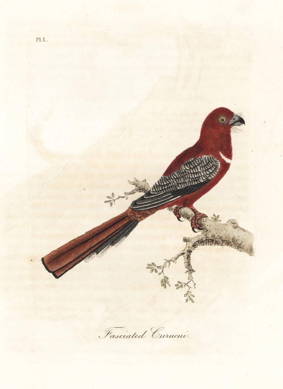 Vörösfejű trogon, Harpactes erythrocephalus (Fasciated curucui, Trogon fasciatus). Kézi színű rézlemez, amelyet John Latham rajzolt és metszett a madarak általános története című művéből, Winchester alkotó: John Latham