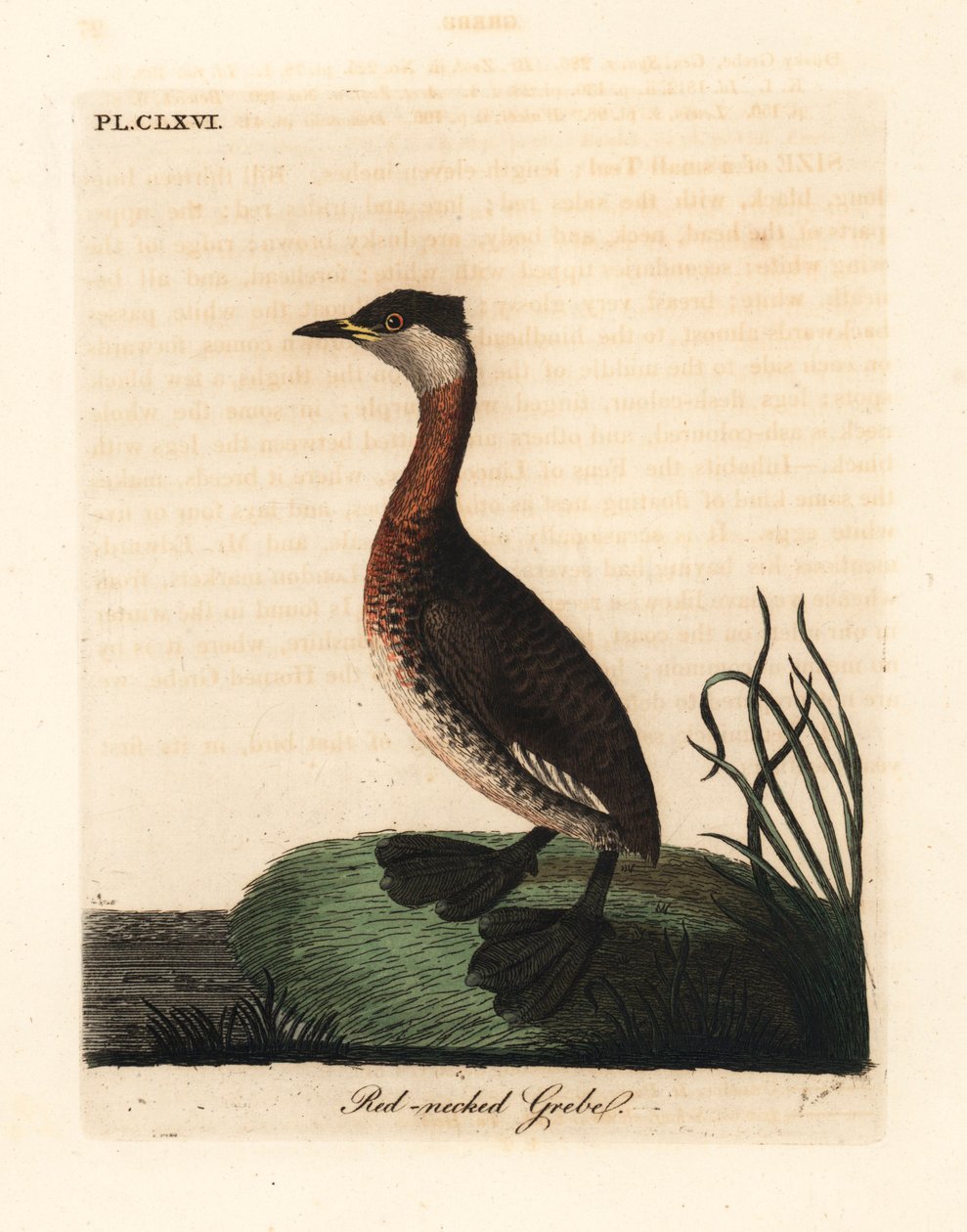 Vörösnyakú vöcsök, Podiceps grisegena (Podiceps rubricollis). Kézi színű rézlemez, amelyet John Latham rajzolt és metszett a madarak általános története című művéből, Winchester alkotó: John Latham