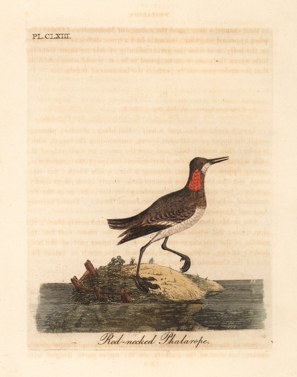 Vörösnyakú phalarope, Phalaropus lobatus (Phalaropus hyperboreus). Kézi színű rézlemez, amelyet John Latham rajzolt és vésett a madarak általános története című művéből, Winchester alkotó: John Latham
