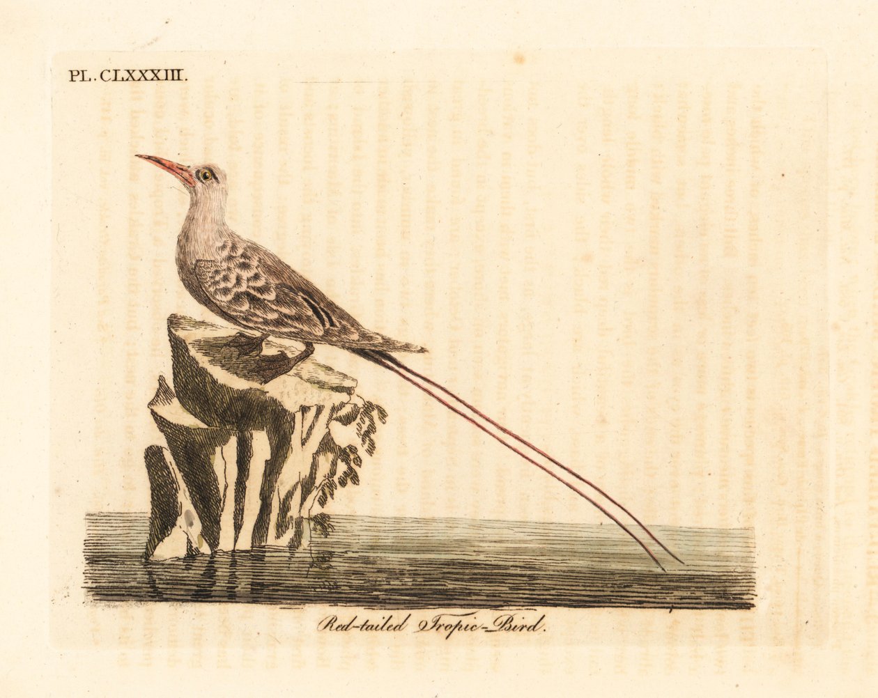 Vörösfarkú trópusi madár, Phaethon rubricauda (Phaeton phoenicurus). Kézi színű rézlemez, amelyet John Latham rajzolt és metszett a madarak általános története című művéből, Winchester alkotó: John Latham