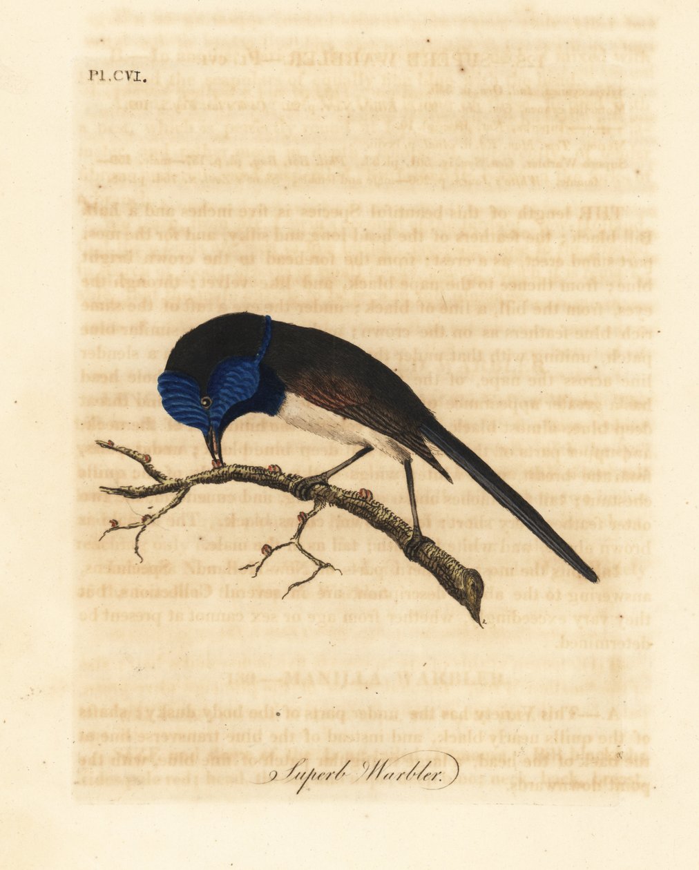 Vörösszárnyú tündérfiú, Malurus elegans (Kiváló poszáta, Sylvia cyanea). Kézi színű rézlemez, amelyet John Latham rajzolt és metszett a madarak általános története című művéből, Winchester alkotó: John Latham