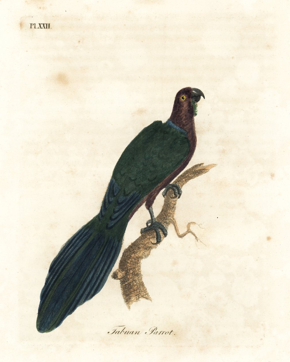 Piros fényes papagáj, Pyrrhulopsis tabuensis (Tabuan papagáj, Psittacus tabuensis). Kézi színű rézlemez, amelyet John Latham rajzolt és vésett a madarak általános története című művéből, Winchester alkotó: John Latham