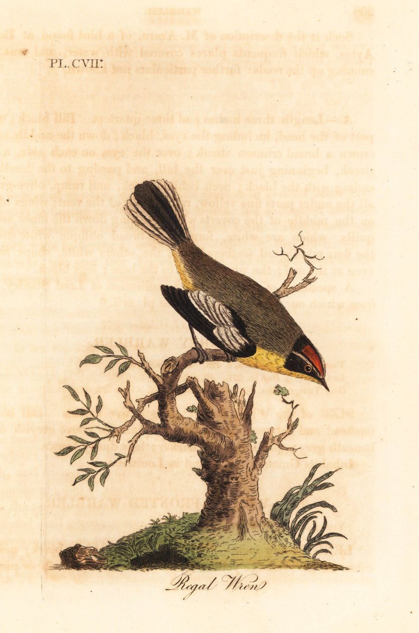 Regal wren. Ismeretlen Dél-Amerikából származó ökörszem, amelyet Azara királynak nevez, és Buenos Airesben találtak rá. Kézi színű rézlemez, amelyet John Latham rajzolt és metszett a madarak általános története című művéből, Winchester alkotó: John Latham