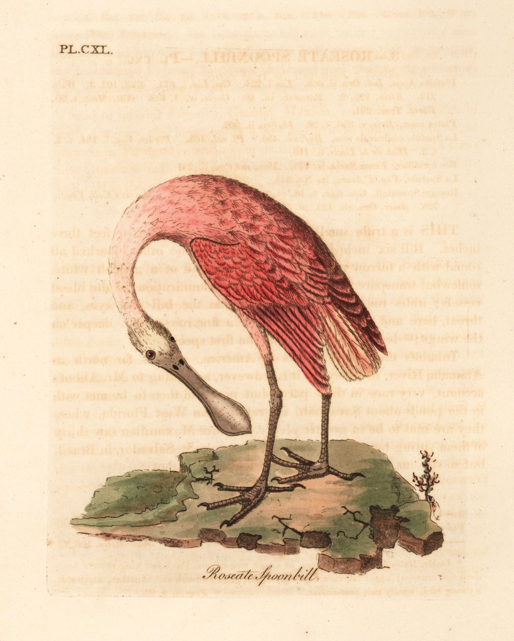 Roseate kanalascsőrű, Platalea ajaja. Kézi színű rézlemez, amelyet John Latham rajzolt és vésett a madarak általános története című művéből, Winchester alkotó: John Latham