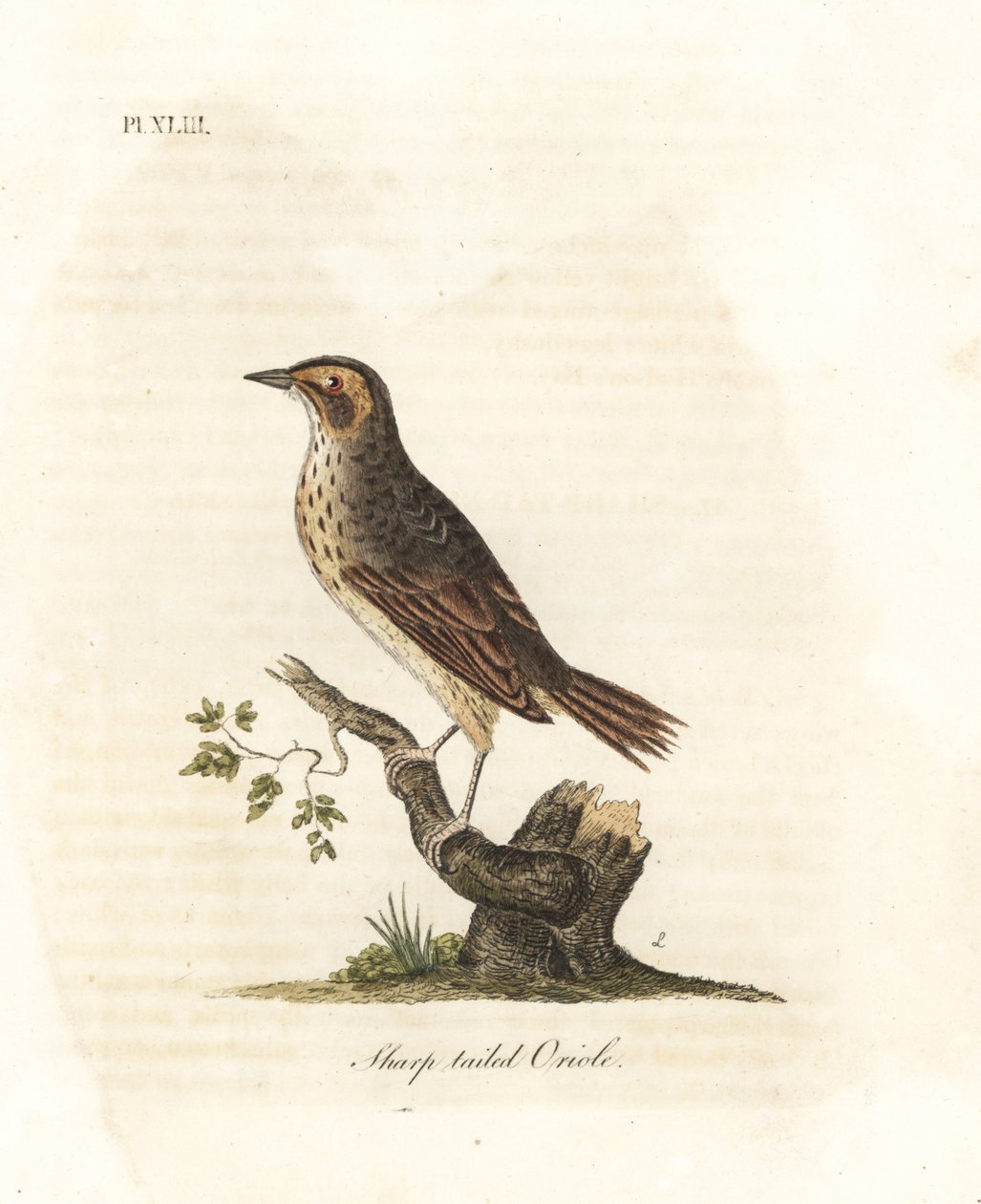 Sósmocsári veréb, Ammodramus caudacutus. Sebezhető. (Sharp-tailed oriole, Oriolus caudacutus.) John Latham által rajzolt és metszett kézi színű rézlemez, Winchesterben, A madarak általános története című művéből alkotó: John Latham