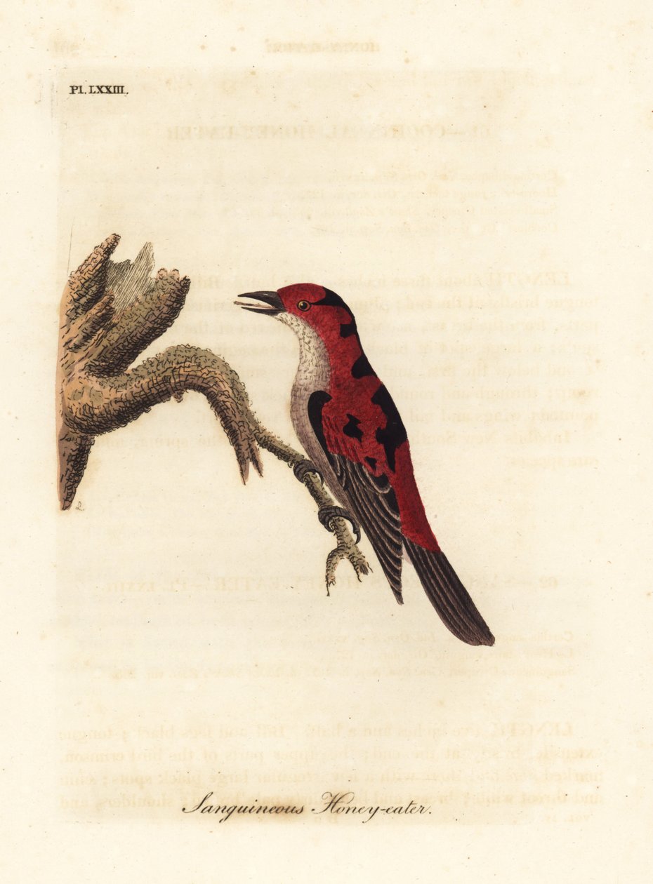 Scarlet myzomela, Myzomela sanguinolenta (Sanguineous mézevő, Certhia sanguinolenta). Ausztrália. Kézi színű rézlemez, amelyet John Latham rajzolt és metszett a madarak általános története című művéből, Winchester alkotó: John Latham