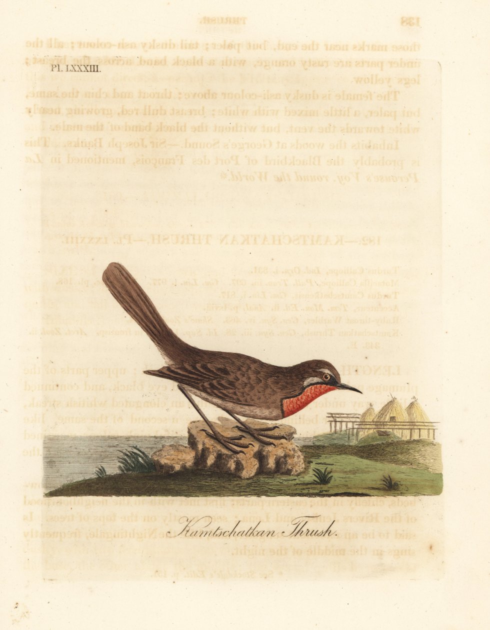 Szibériai rubitorok, Luscinia calliope (Kamschatkan rigó, Turdus calliope). Kézi színű rézlemez, amelyet John Latham rajzolt és metszett a madarak általános története című művéből, Winchester alkotó: John Latham