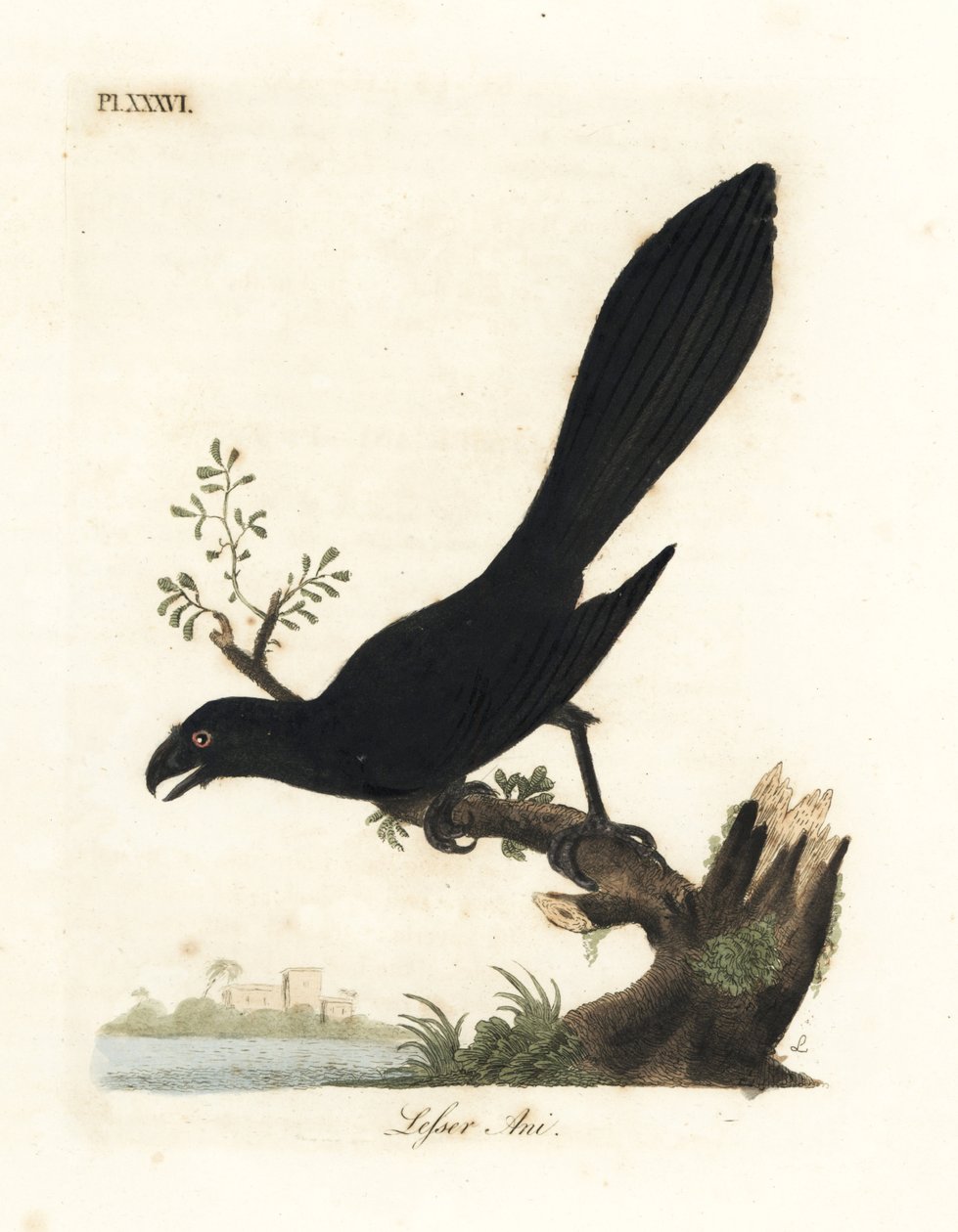 Simacsőrű ani vagy kisebb ani, Crotophaga ani. Kézi színű rézlemez, amelyet John Latham rajzolt és metszett a madarak általános története című művéből, Winchester alkotó: John Latham