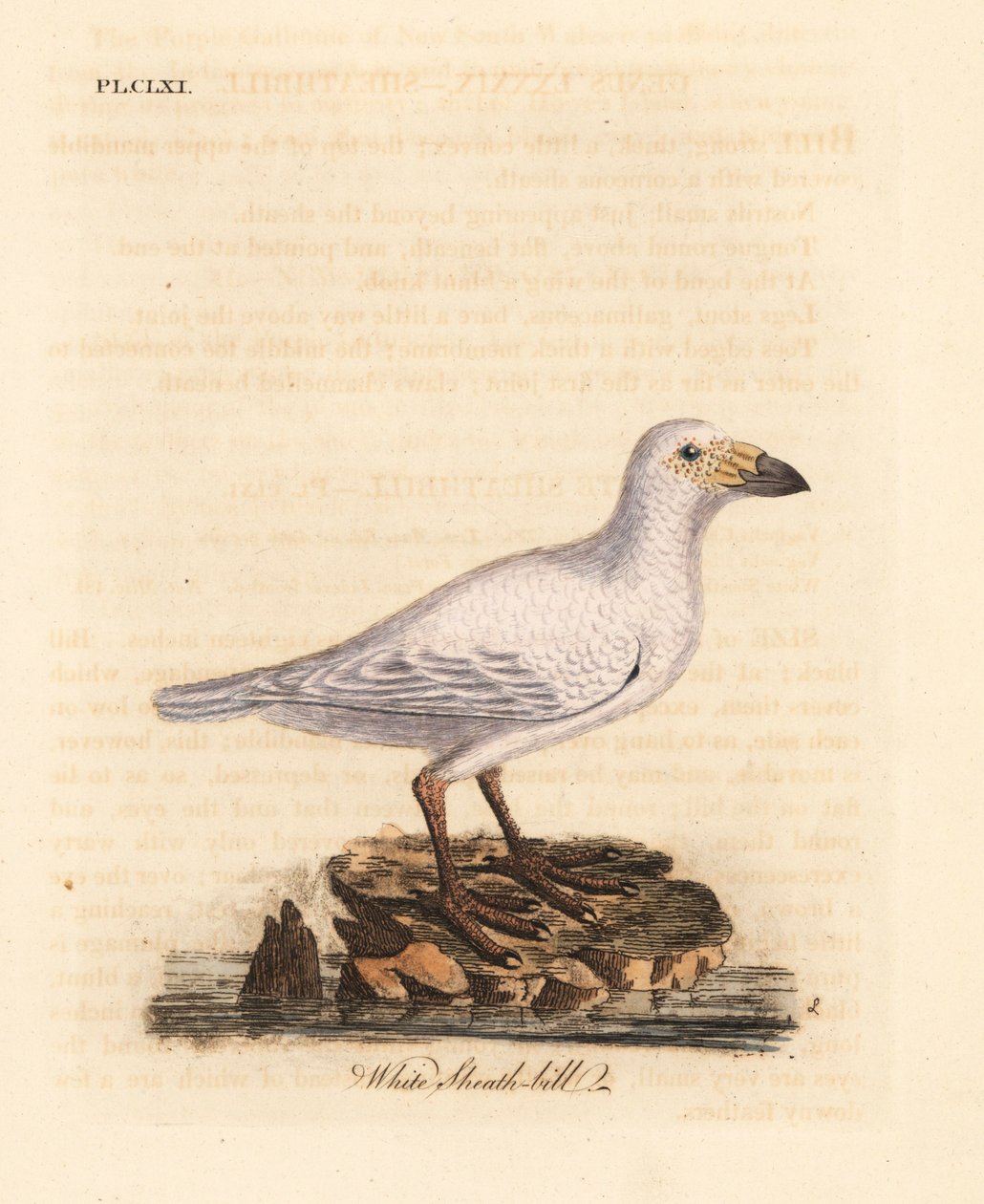 Havas hüvelycsőrű, Chionis albus (Fehér hüvelycsőrű, Vaginalis chionis). Kézi színű rézlemez, amelyet John Latham rajzolt és metszett a madarak általános története című művéből, Winchester alkotó: John Latham