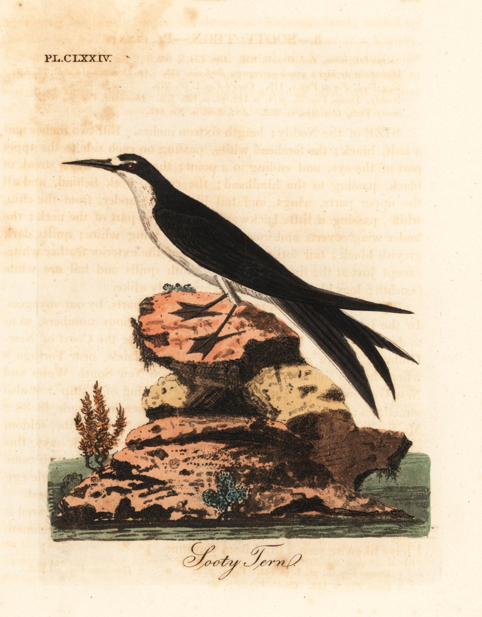 Kormos csér, Onychoprion fuscatus (Sterna fuliginosa). Kézi színű rézlemez, amelyet John Latham rajzolt és metszett a madarak általános története című művéből, Winchester alkotó: John Latham