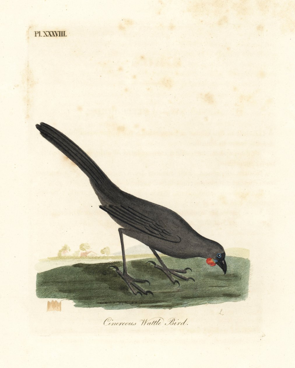 South Island, Új-Zéland kokako, Callaeas cinerea cinerea, 2007-ben kihaltnak nyilvánították (Cinereous wattle bird, Calloeas cinerea). Kézi színű rézlemez, amelyet John Latham rajzolt és vésett a madarak általános története című művéből, Winchester alkotó: John Latham