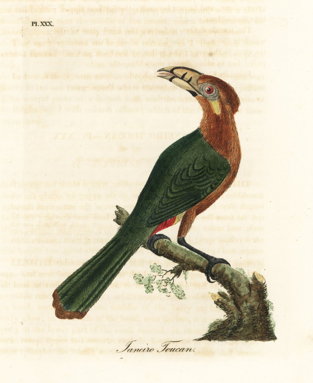 Foltos csőrű tukán, Selenidera maculirostris, nőstény. Janeiro tukán. Kézi színű rézlemez, amelyet John Latham rajzolt és metszett a madarak általános története című művéből, Winchester alkotó: John Latham