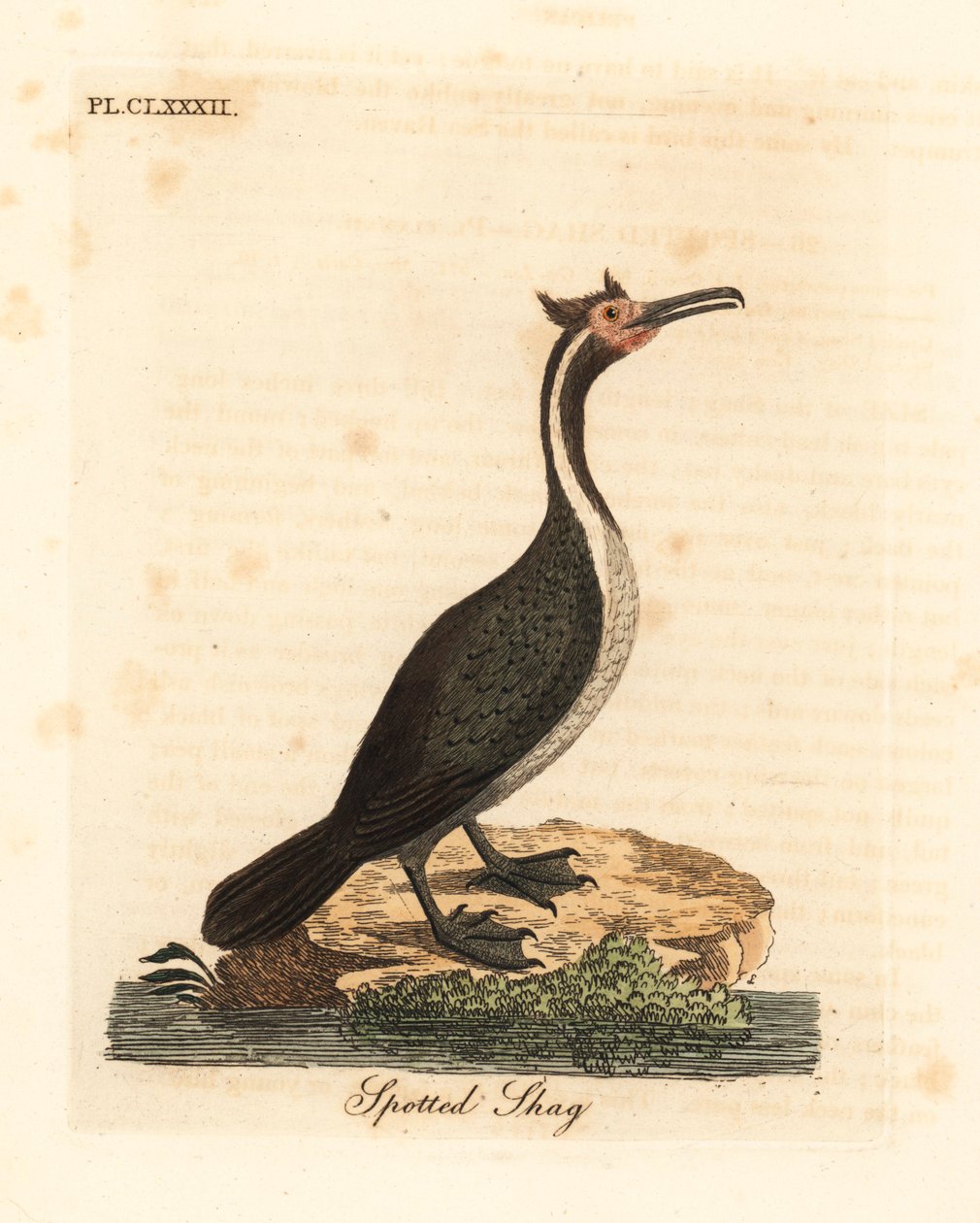 Foltos bozontos vagy parekareka, Phalacrocorax punctatus (Pelecanus punctatus). Kézi színű rézlemez, amelyet John Latham rajzolt és metszett a madarak általános története című művéből, Winchester alkotó: John Latham
